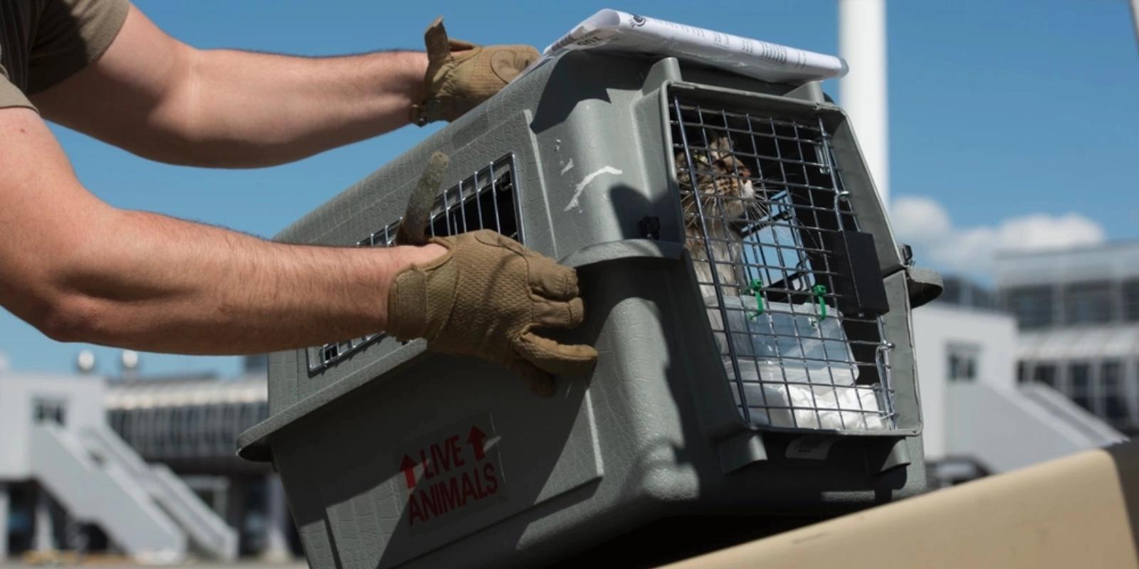 Smooth Moves: Tips for Navigating a Military PCS with Pets in Tow