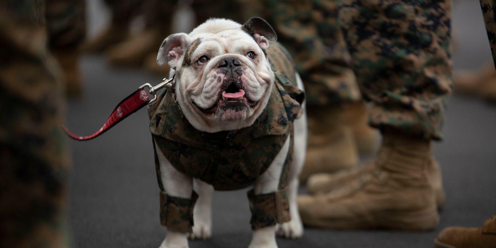 All the Military Mascots in the U.S. Armed Forces